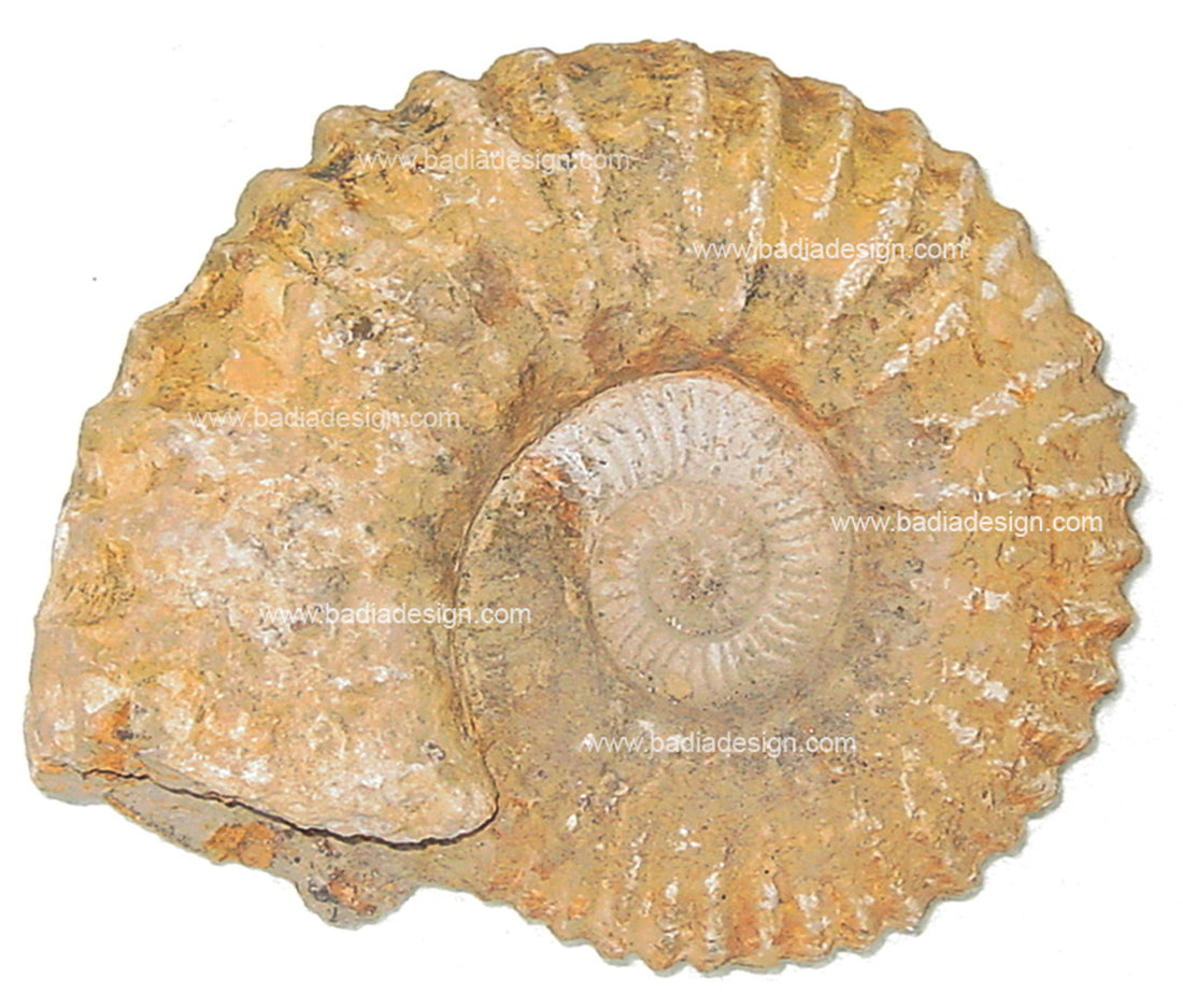 Moroccan Ammonite Fossil