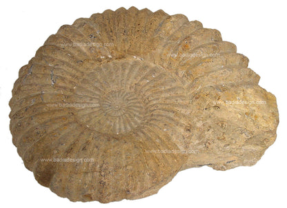 Moroccan Ammonite Fossil